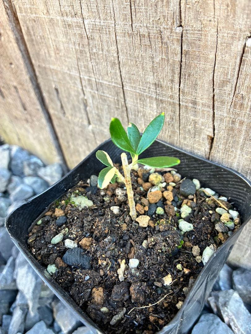 斑入りオリーブ苗　A