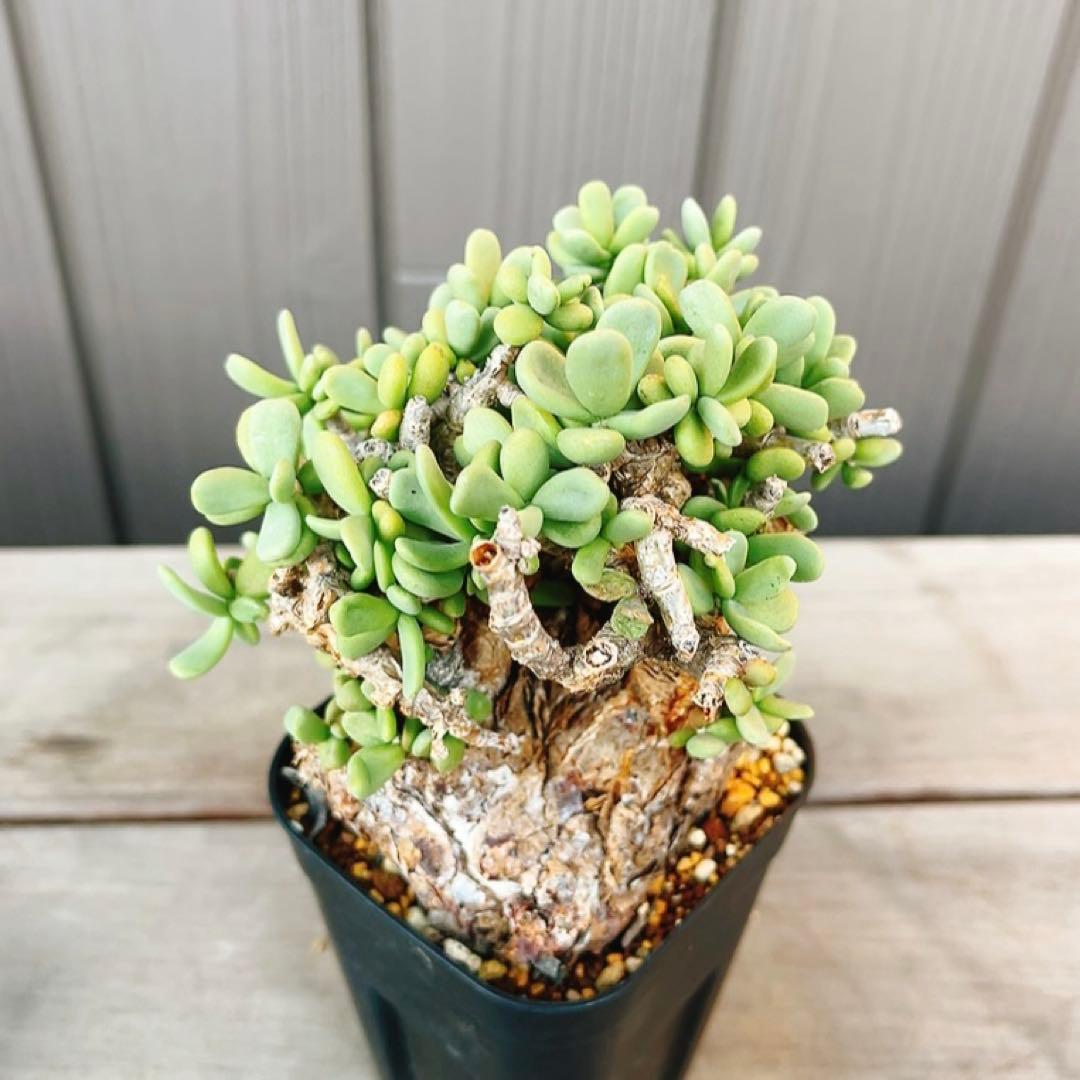 《期間限定販売❗️》『ケラリア　ピグマエア』　極美株　現地球　発根済 ポット発送