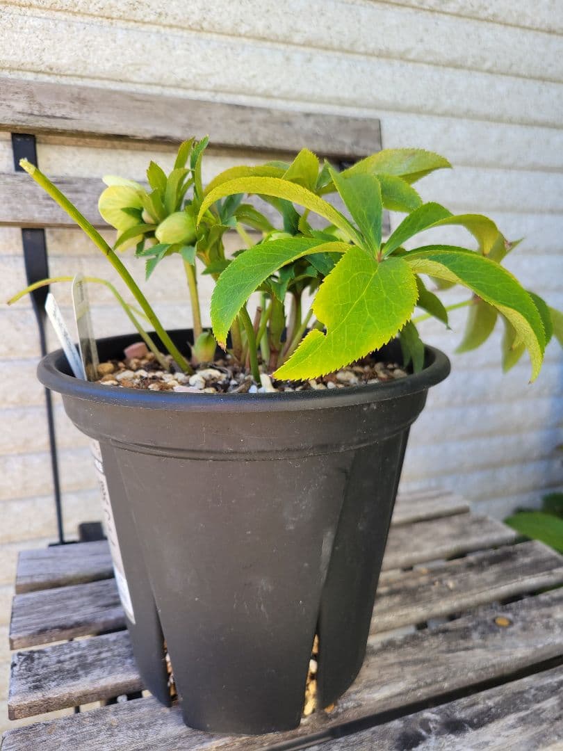 ヒ*イ様 広瀬園芸　クリスマスローズ　ダブル