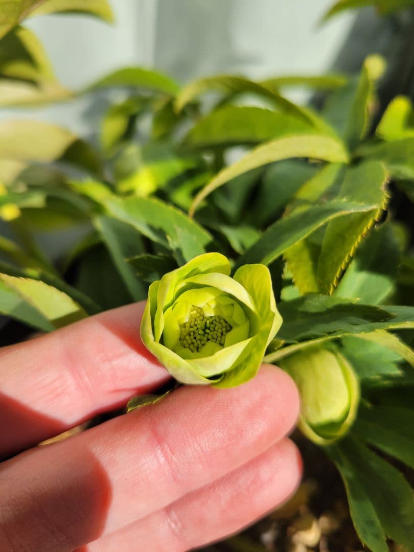 ヒ*イ様 広瀬園芸　クリスマスローズ　ダブル