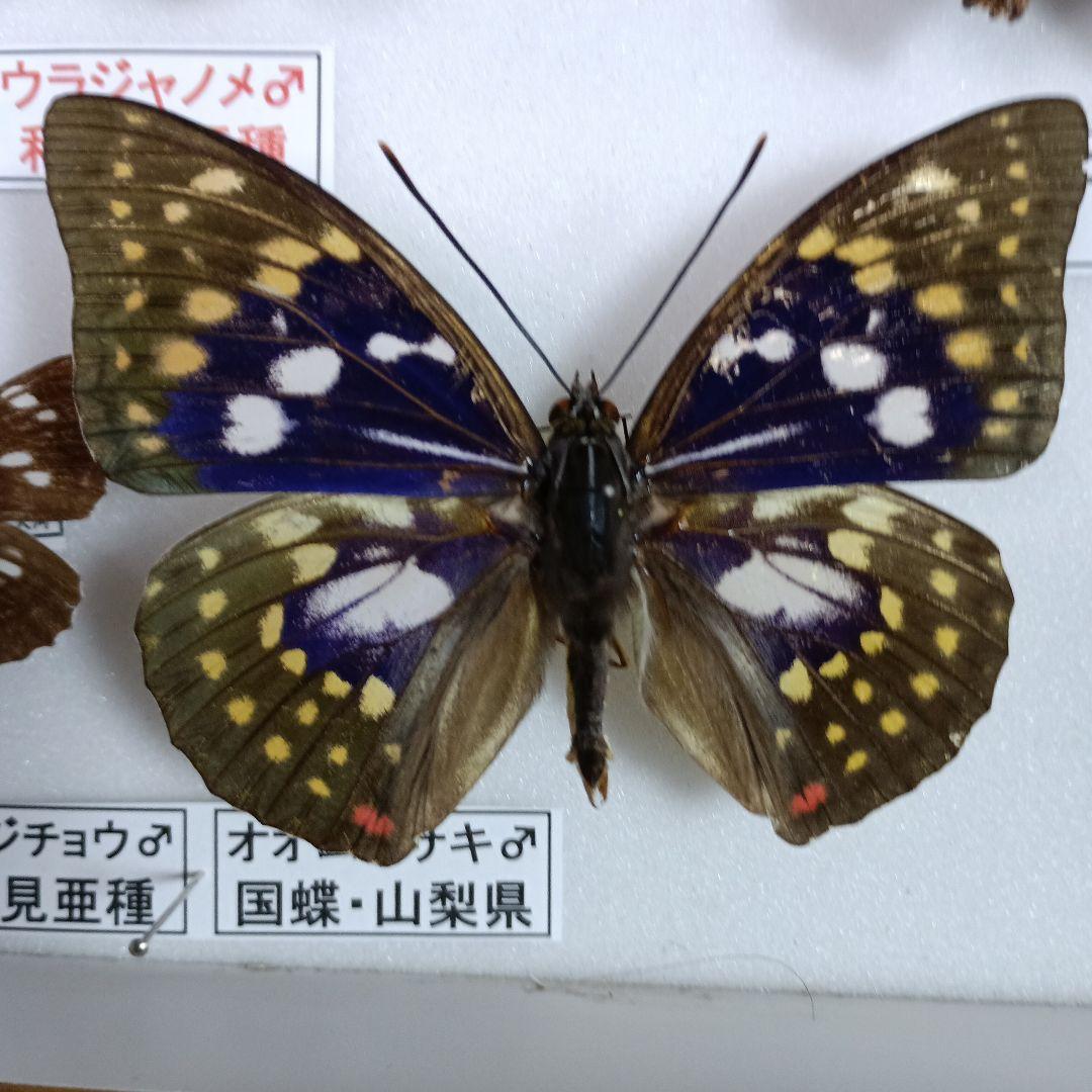 蝶の標本 年1回発生のウスバアゲハ・高山蝶・局所蝶