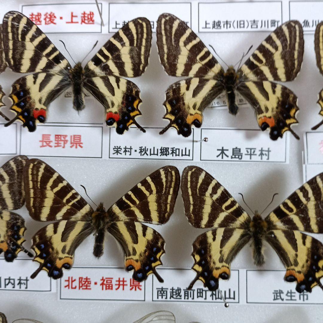 蝶の標本 年1回発生のウスバアゲハ・高山蝶・局所蝶