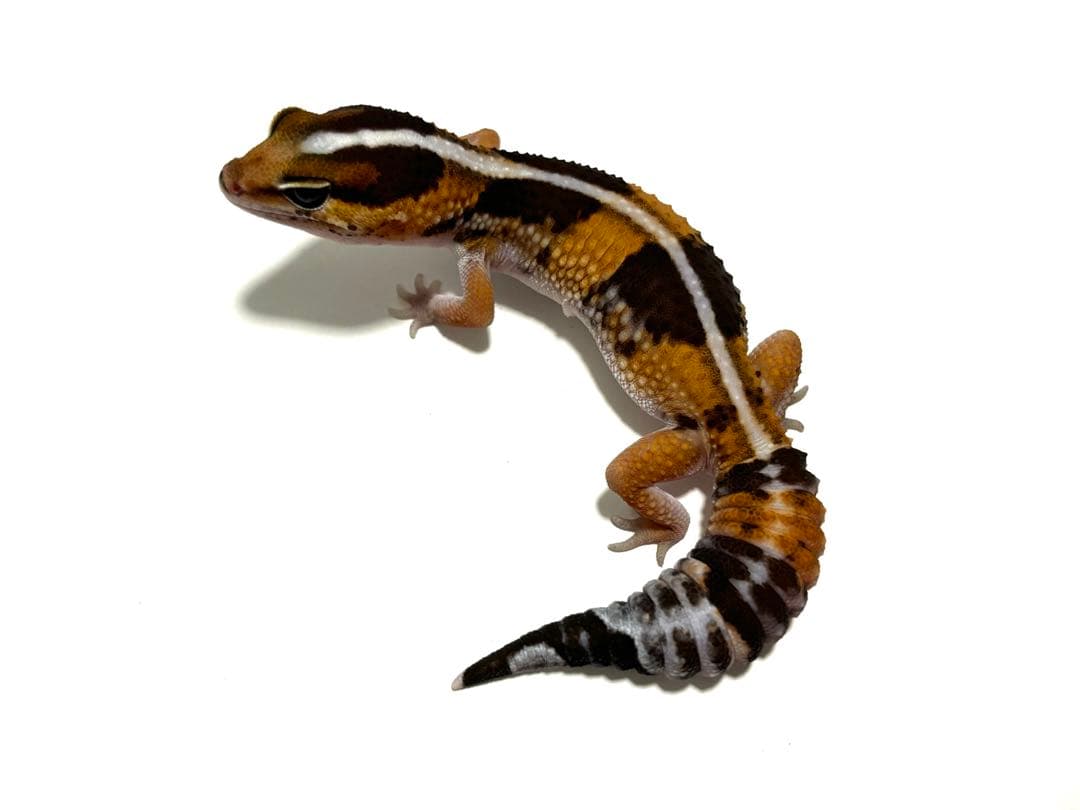 冷凍クロコL約1000匹1kg冷凍コオロギ