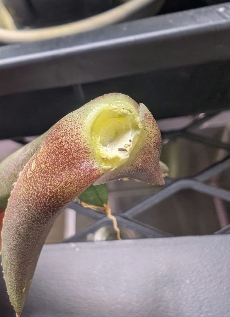 アガベ　チタノタ　「レジェンド」（少し訳あり）