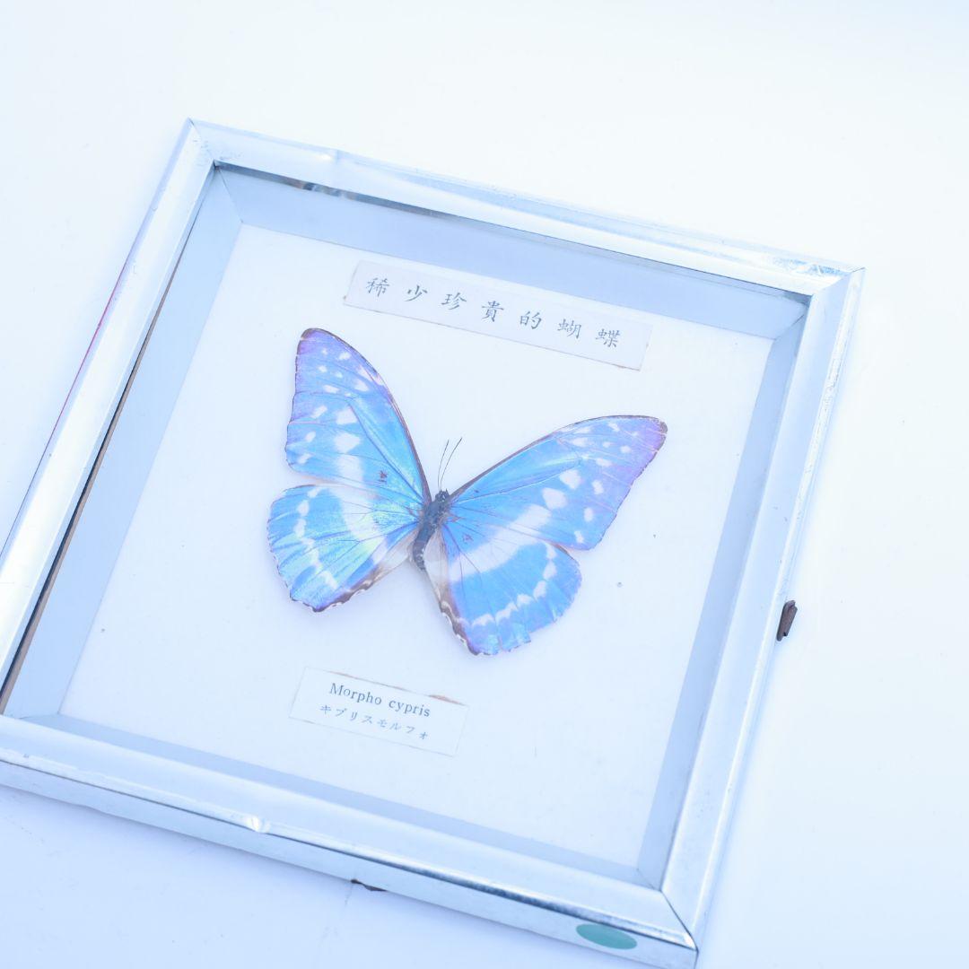キプリスモルフォ　標本　額入り　稀少珍奇的胡蝶