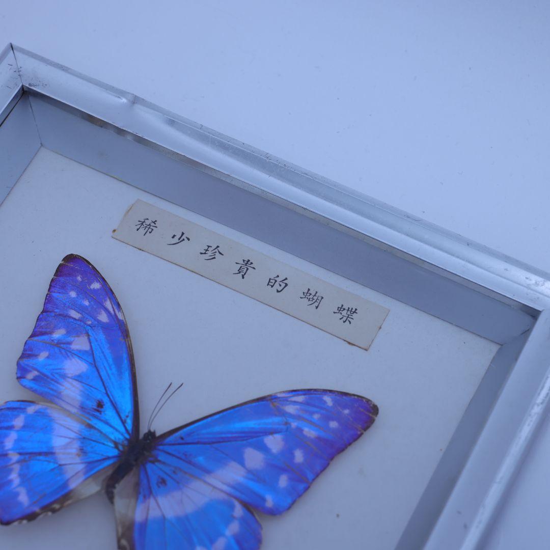 キプリスモルフォ　標本　額入り　稀少珍奇的胡蝶
