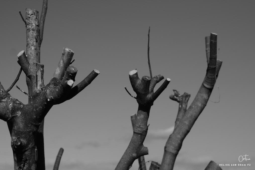 HELIOS ヘリオス 44M 58mm F2 M42マウント ぐるぐるボケ