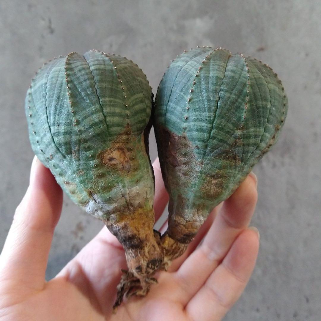 と*ぃ様 B17835★オークション★ユーフォルビア オベサ ダブルヘッド 美株