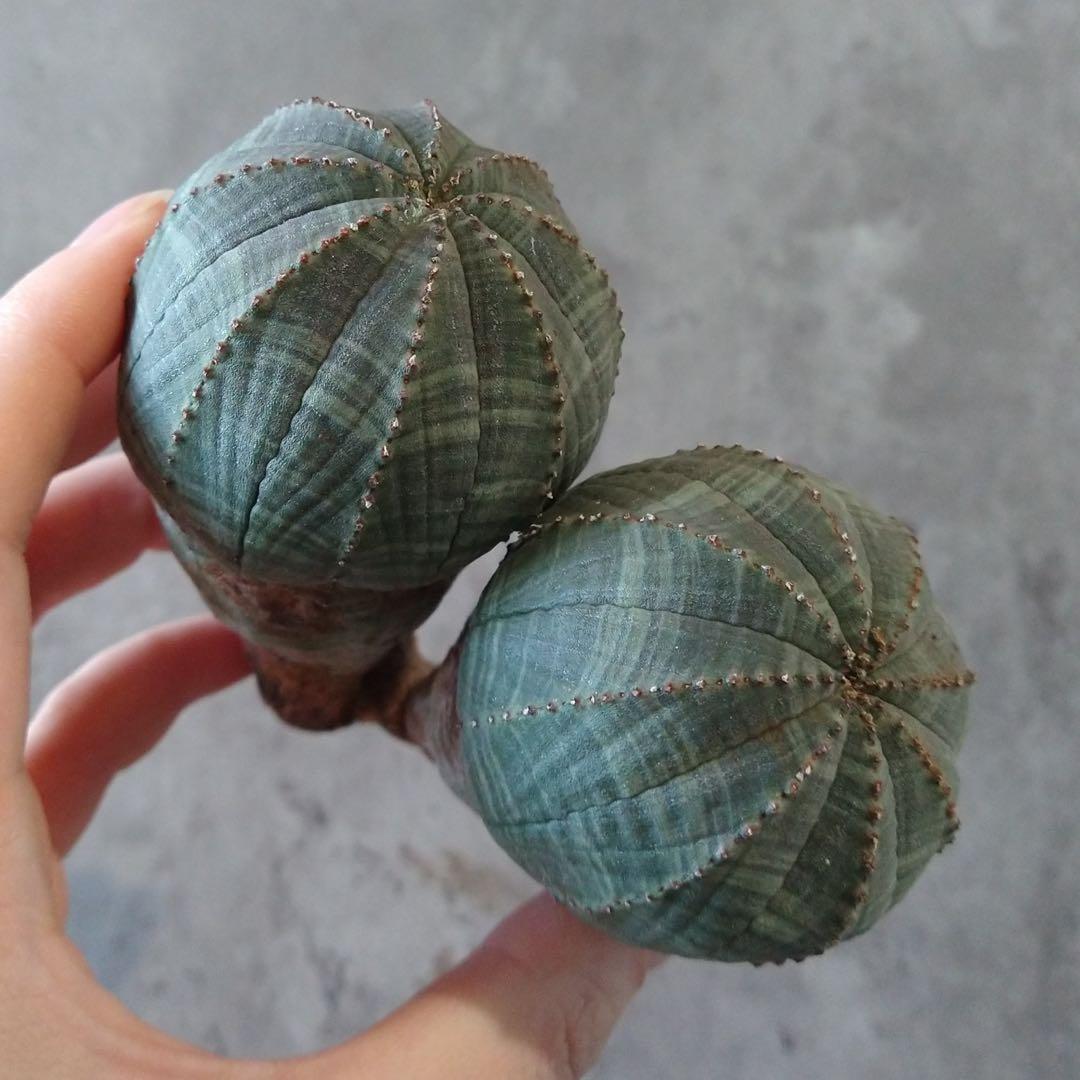 と*ぃ様 B17835★オークション★ユーフォルビア オベサ ダブルヘッド 美株