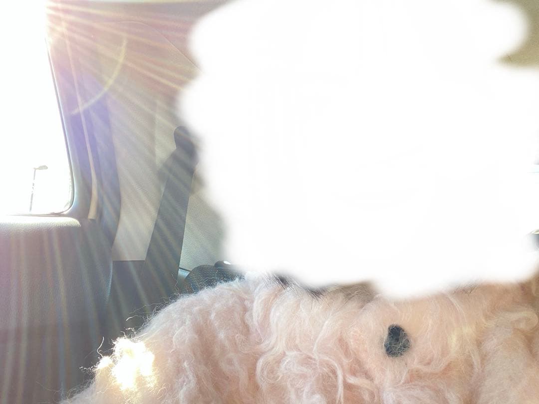 CLANE シャギーショートニットカーディガン ピンク