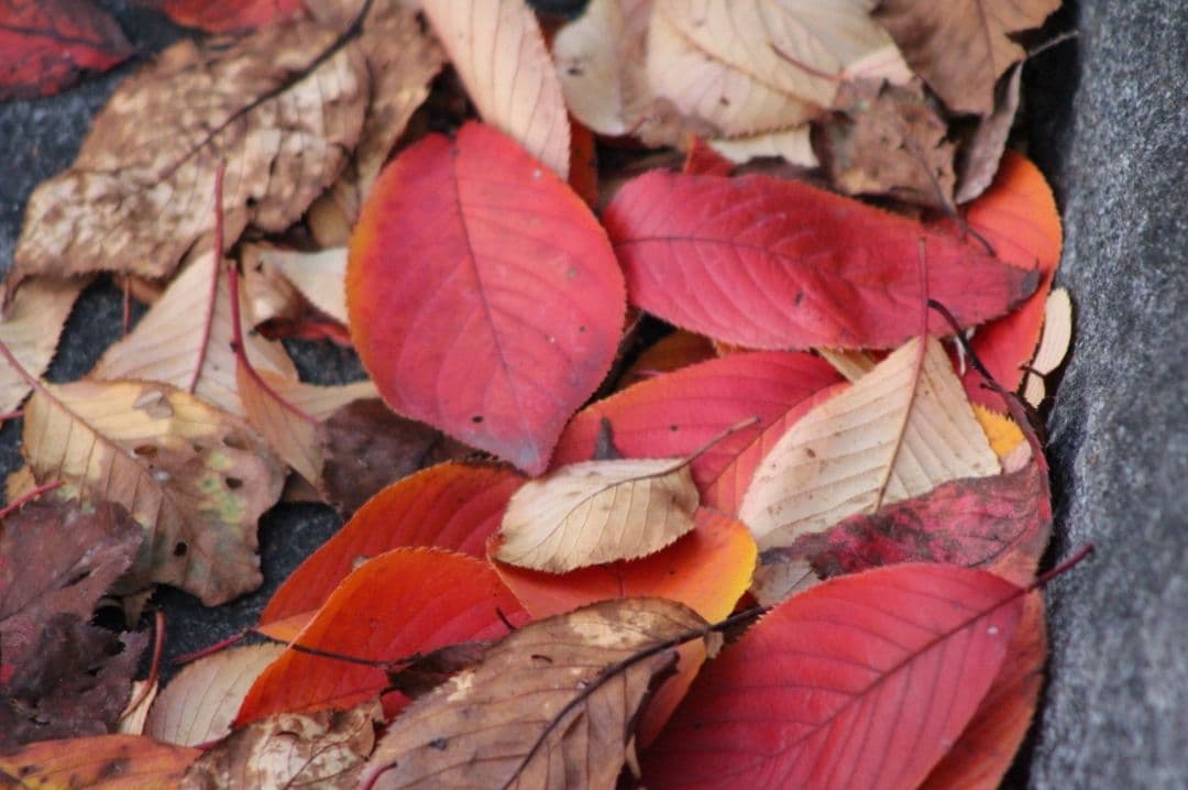 ❤即購入1000円OFF❤ Canon Kiss X7 単焦点 × 超望遠レンズ