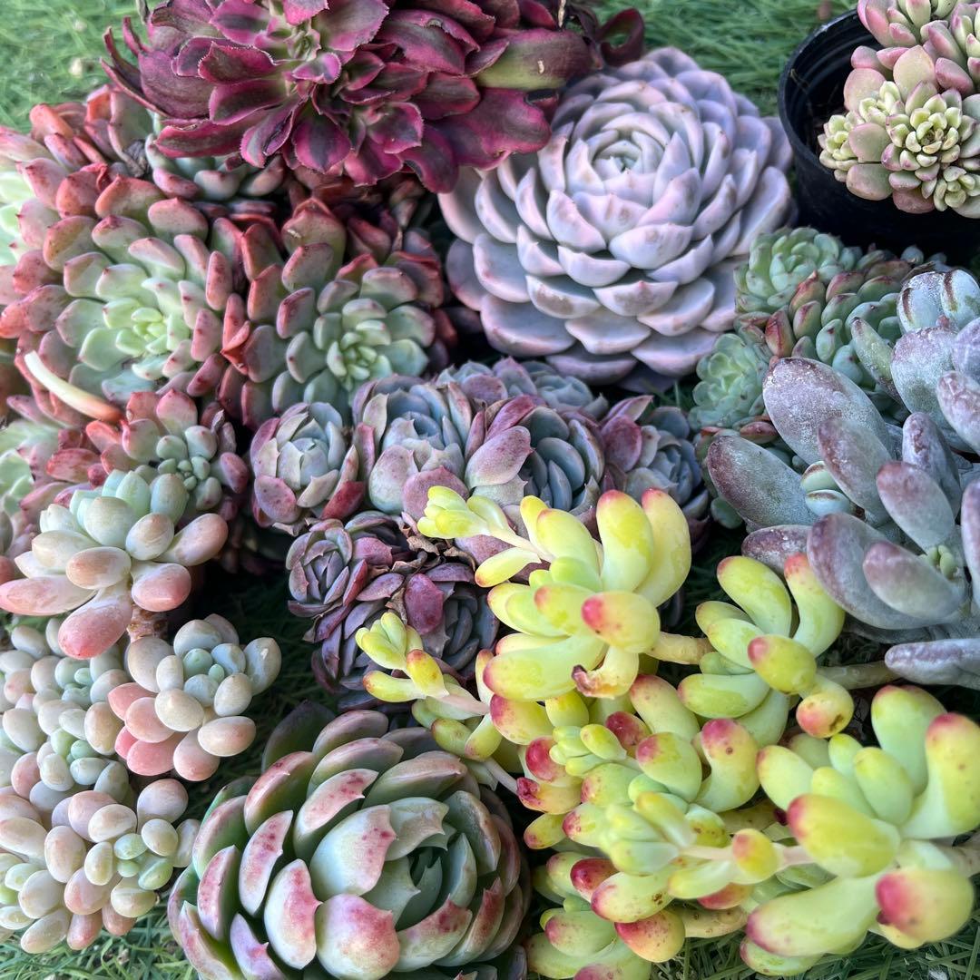 <1/31まで>2026多肉たにゆ袋　豪華12苗