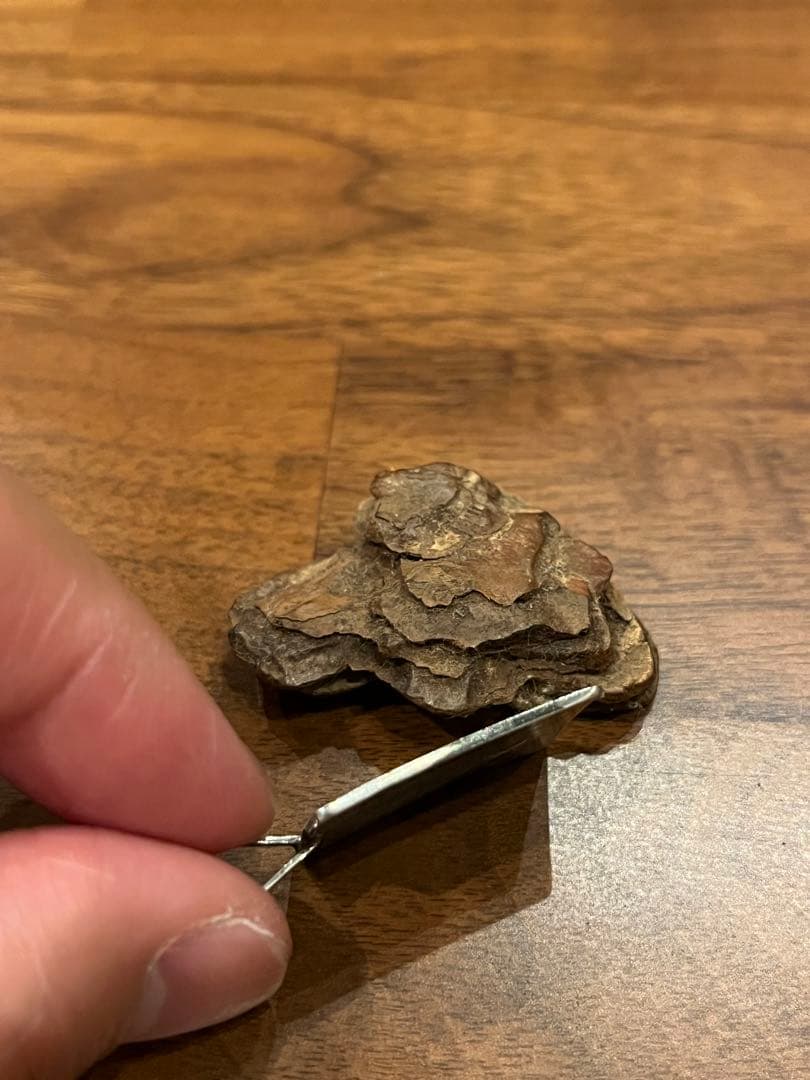 ホピ族 レイモンドキャセヨウス コヨーテ ネックレス ペンダント