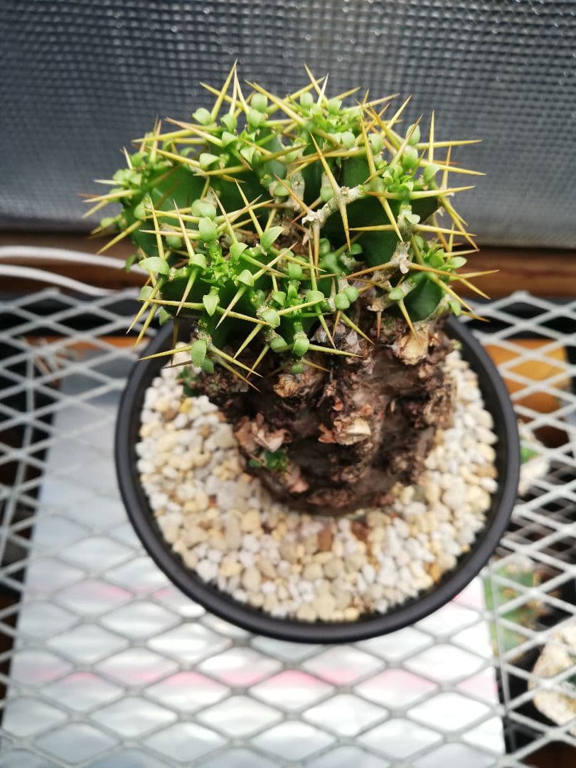 美株‼️ユーフォルビア ムランジーナ