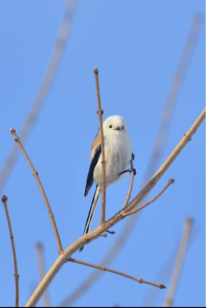 ニコン AF-S VR-NIKKOR 70-200mm F2.8 G ED VR