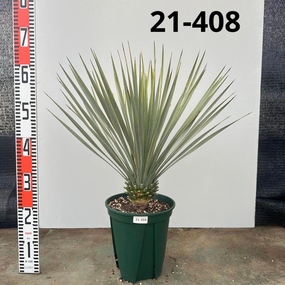 ユッカ　ロストラータ【21-408】シルバーブルー