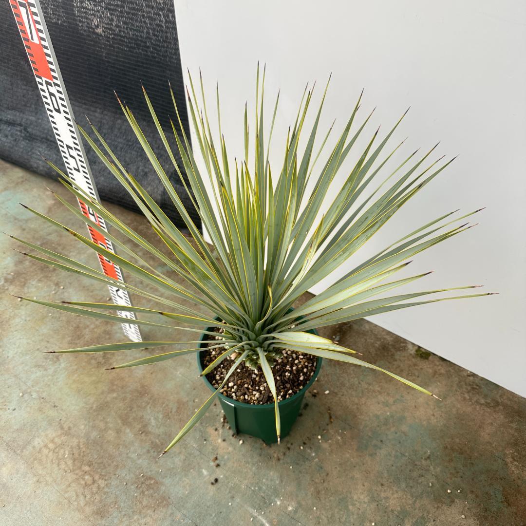 ユッカ　ロストラータ【21-408】シルバーブルー