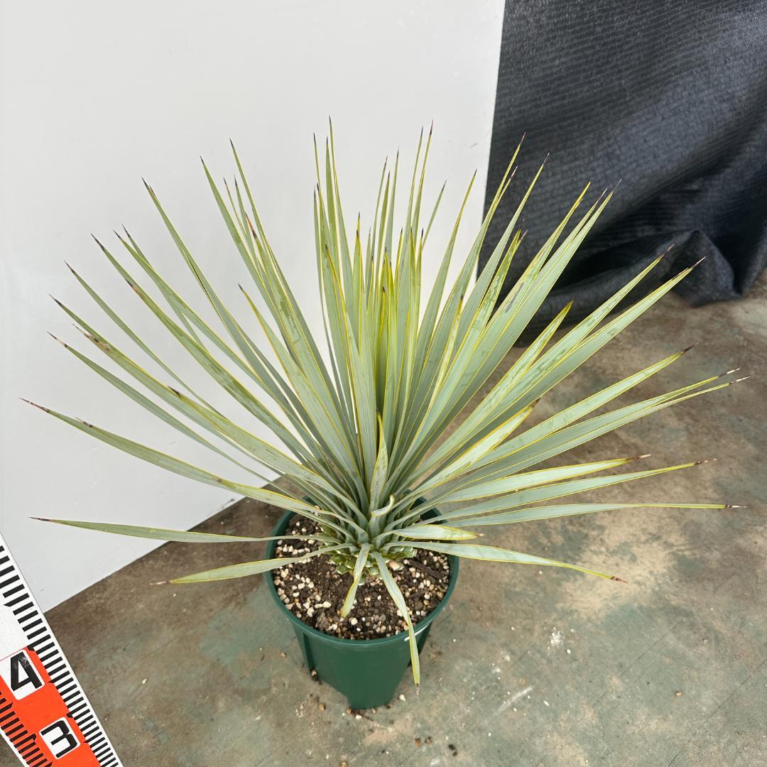 ユッカ　ロストラータ【21-408】シルバーブルー