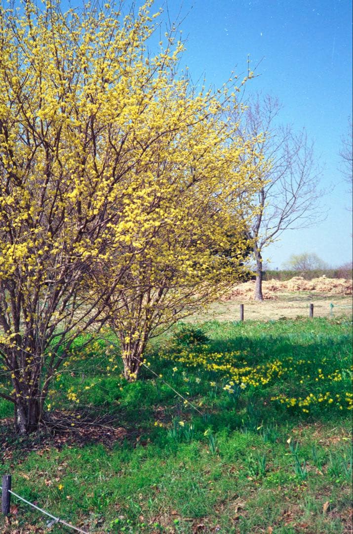 OLYMPUS 35 RC 整備品、 テスト撮影済み　342990