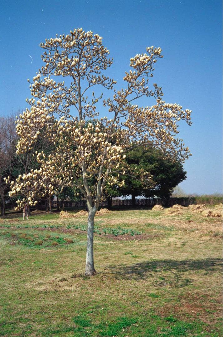 OLYMPUS 35 RC 整備品、 テスト撮影済み　342990