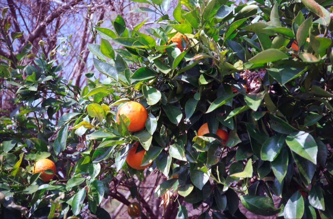 OLYMPUS 35 RC 整備品、 テスト撮影済み　342990