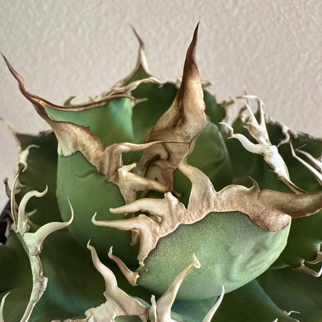 引越しセール！泣きのコレクション出品！ アガベ スーパーチタノタ 親株