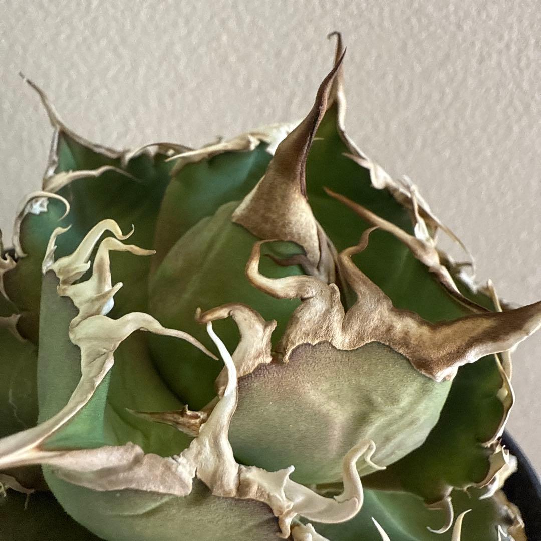 引越しセール！泣きのコレクション出品！ アガベ スーパーチタノタ 親株