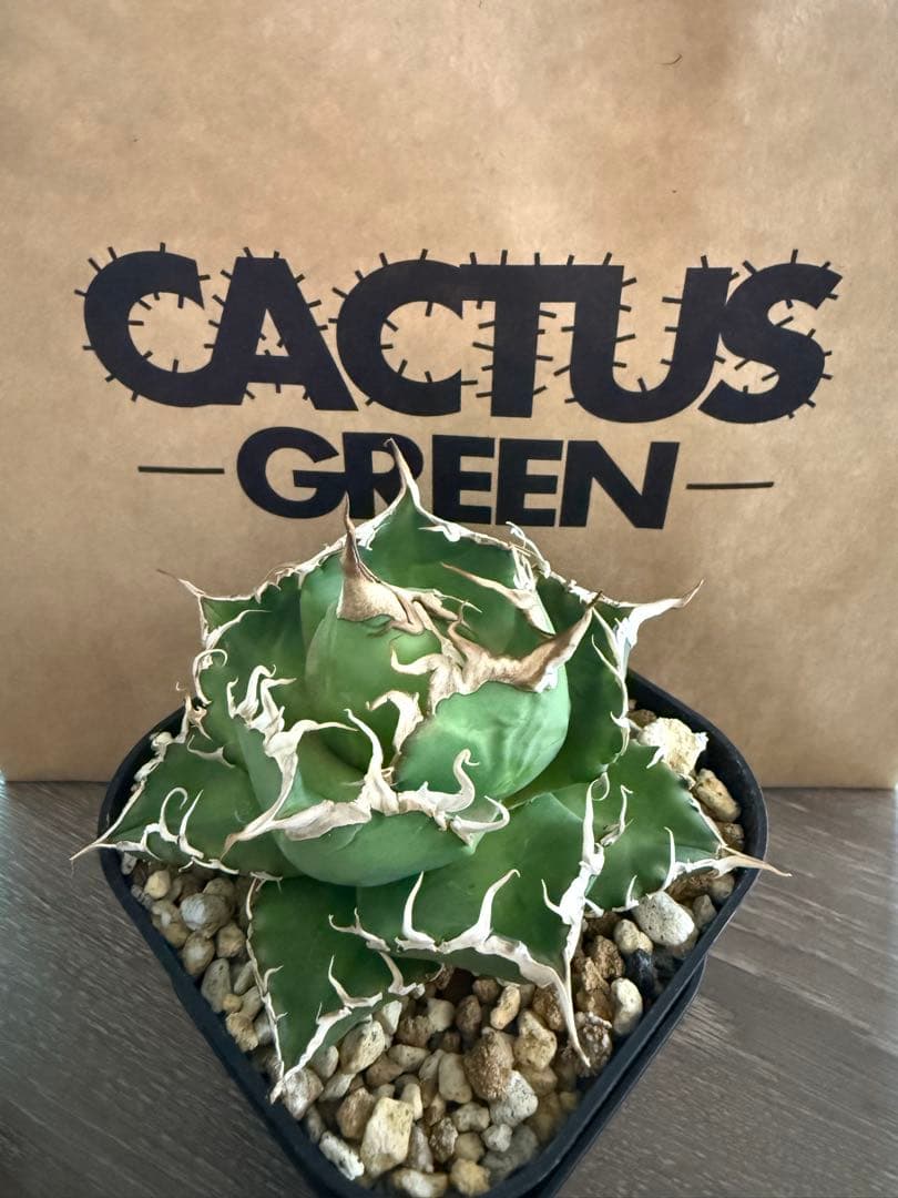 引越しセール！泣きのコレクション出品！ アガベ スーパーチタノタ 親株