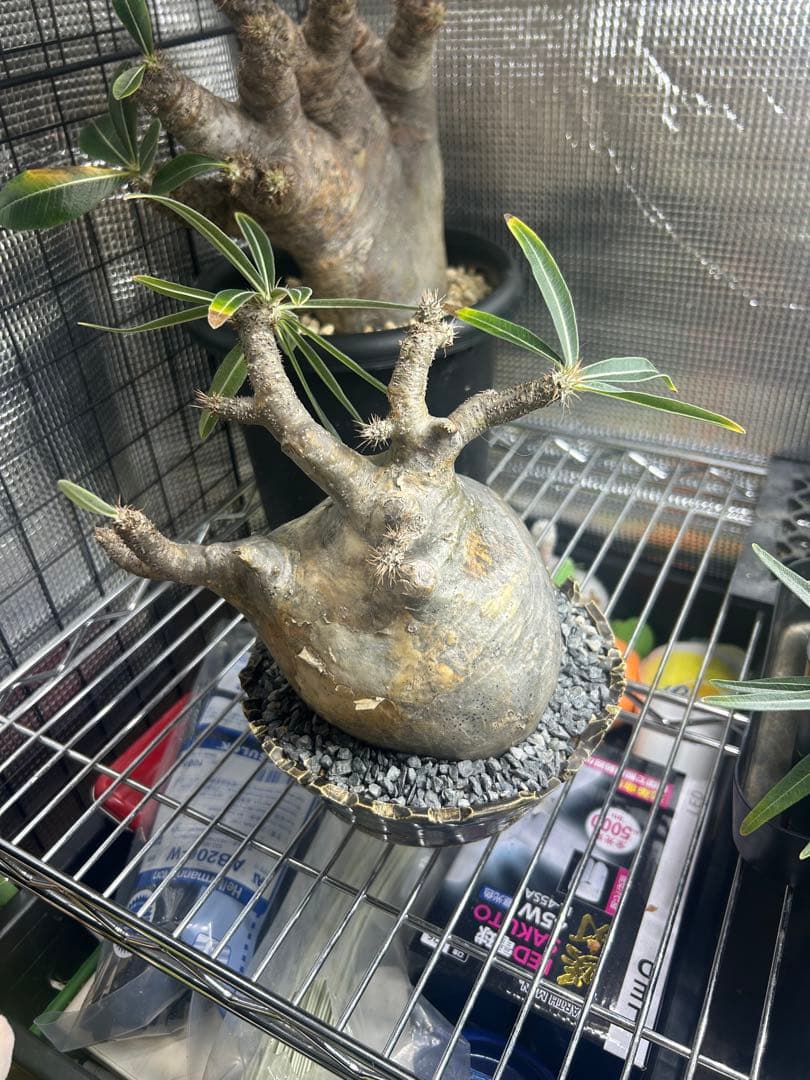 パキポディウムグラキリス　現地球　4〜6(2/2撮影)