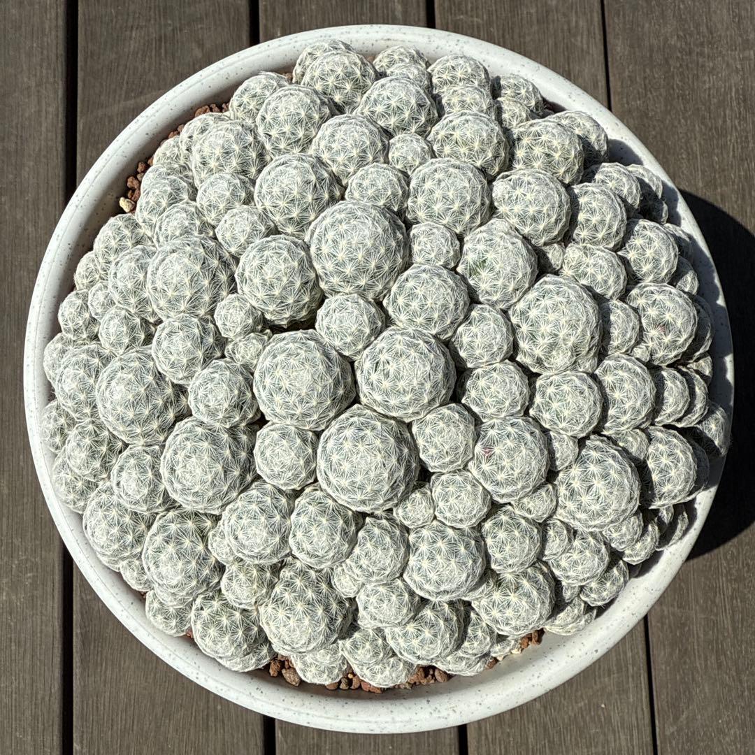 サボテン　姫春星　マミラリア　群生　30年もの