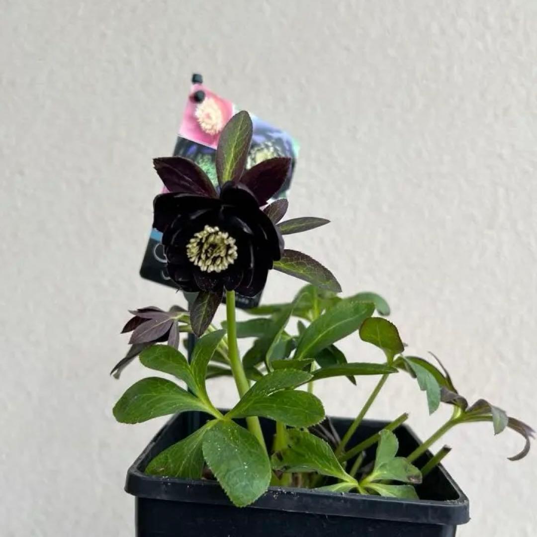 DD ブラック　クリスマスローズ　ウィンターシンフォニー　開花苗