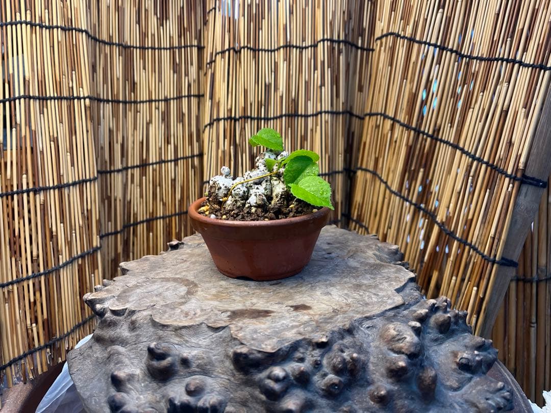 ✨✨✨オキナワイボオオハマボウ【◎良品素材】/ハート葉happy♪セール♪