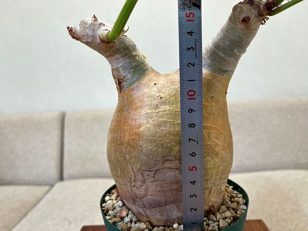 キフォステンマ マクロプス 現地球