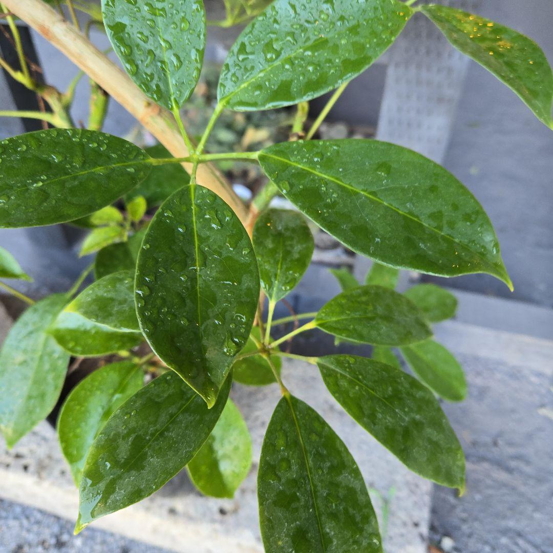 ⑤　シェフレラ　チェンマイ　曲がり仕立て8号特大苗木最高等級極上品‼️