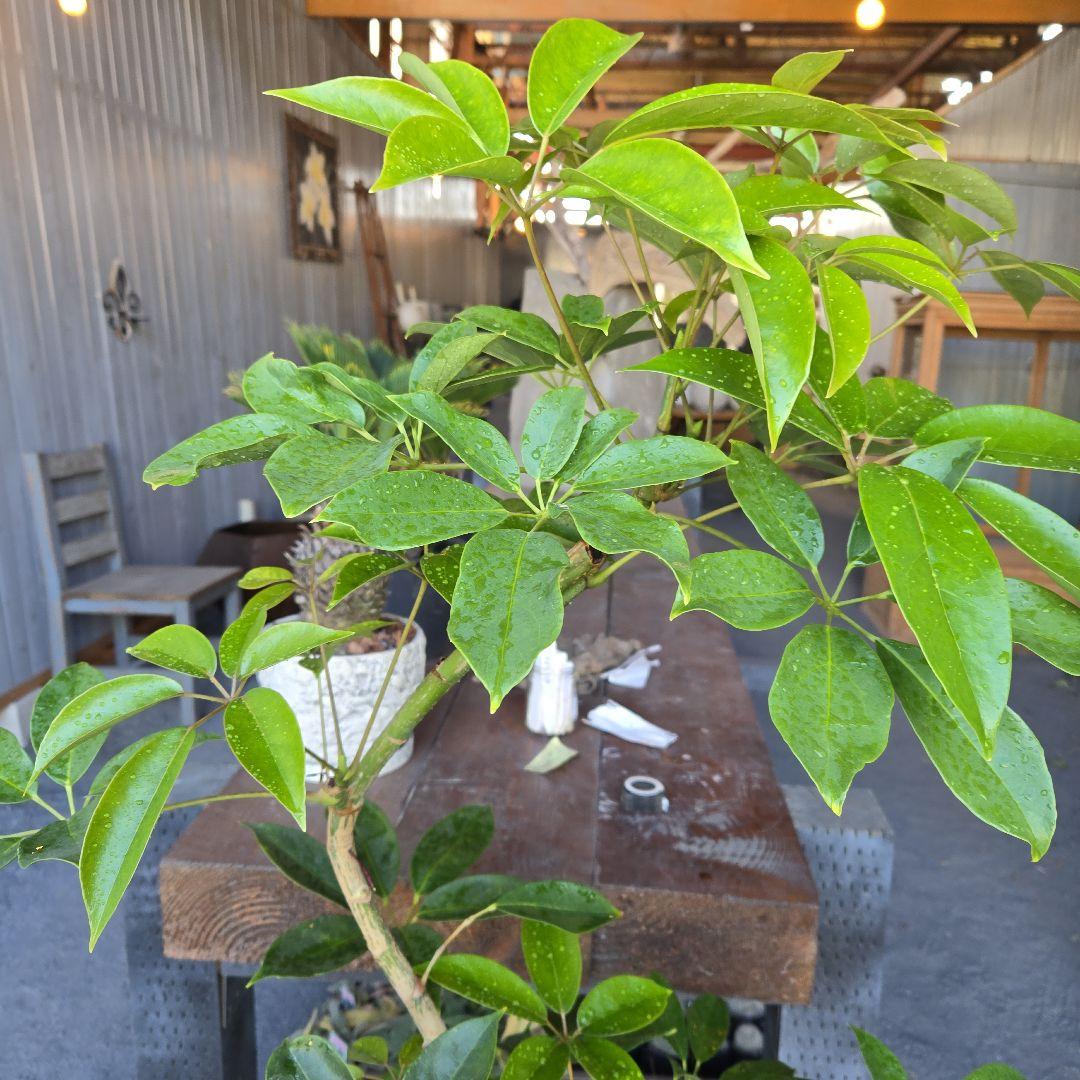 ⑤　シェフレラ　チェンマイ　曲がり仕立て8号特大苗木最高等級極上品‼️