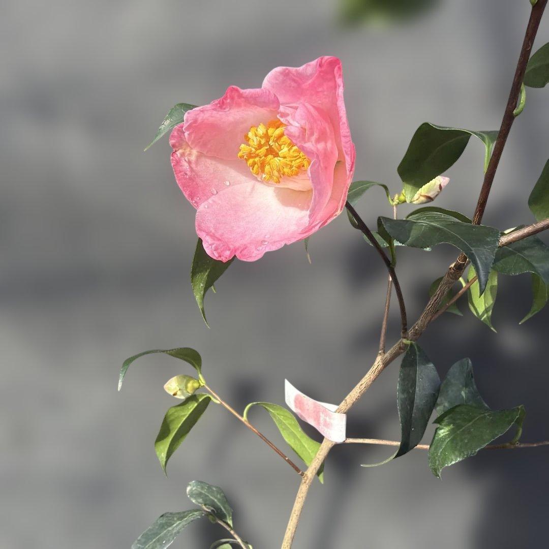 友久様ご確認苗楼蘭(ろうらん)と出雲紫