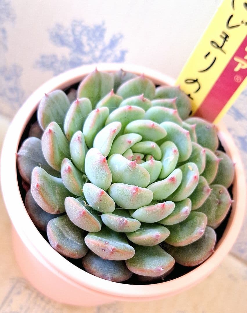 小人の渚他3点セット札付きポットごとおらいさん苗ミックスベリアバラ売り不可