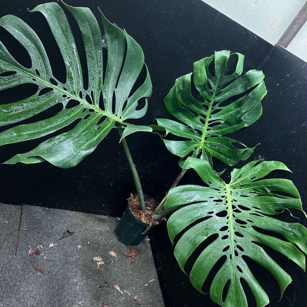 モンステラデリシオーサマクロコズム超希少系統鉢植え80㎝レア