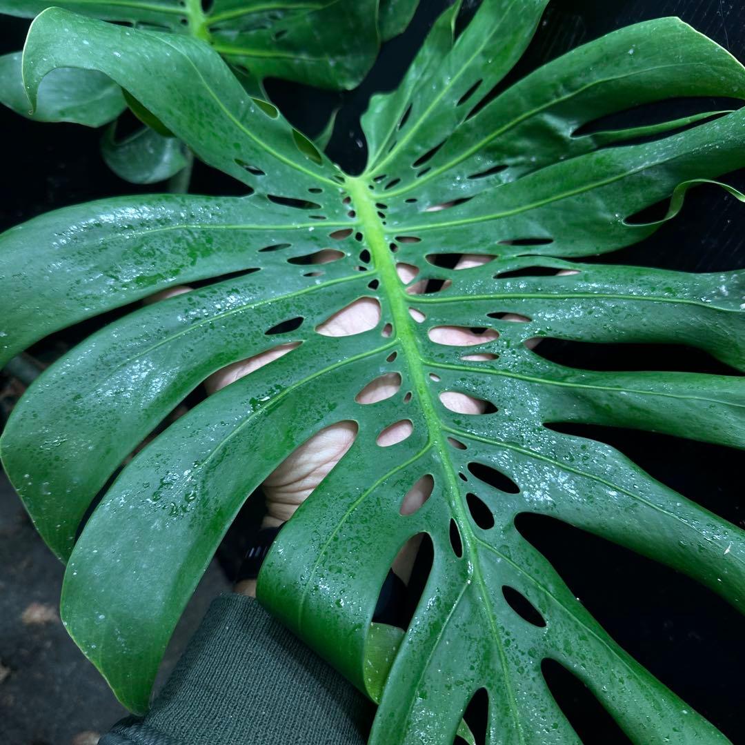 モンステラデリシオーサマクロコズム超希少系統鉢植え80㎝レア