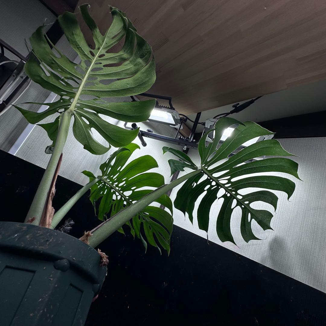 モンステラデリシオーサマクロコズム超希少系統鉢植え80㎝レア