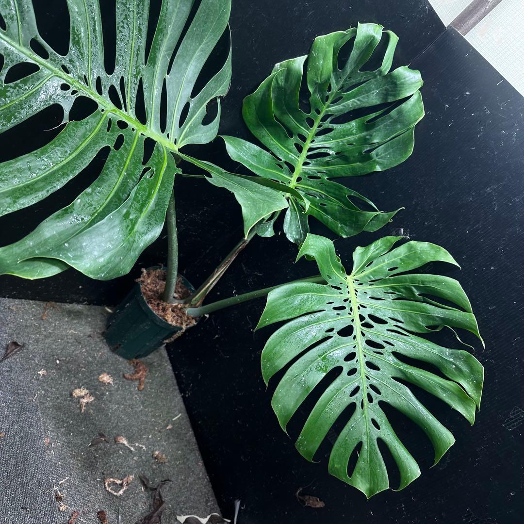 モンステラデリシオーサマクロコズム超希少系統鉢植え80㎝レア