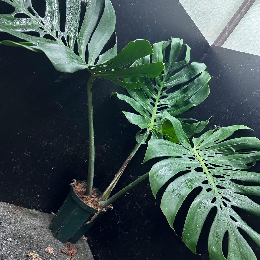 モンステラデリシオーサマクロコズム超希少系統鉢植え80㎝レア