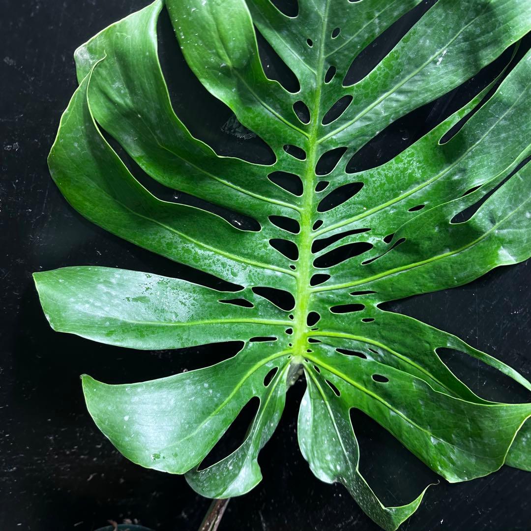 モンステラデリシオーサマクロコズム超希少系統鉢植え80㎝レア