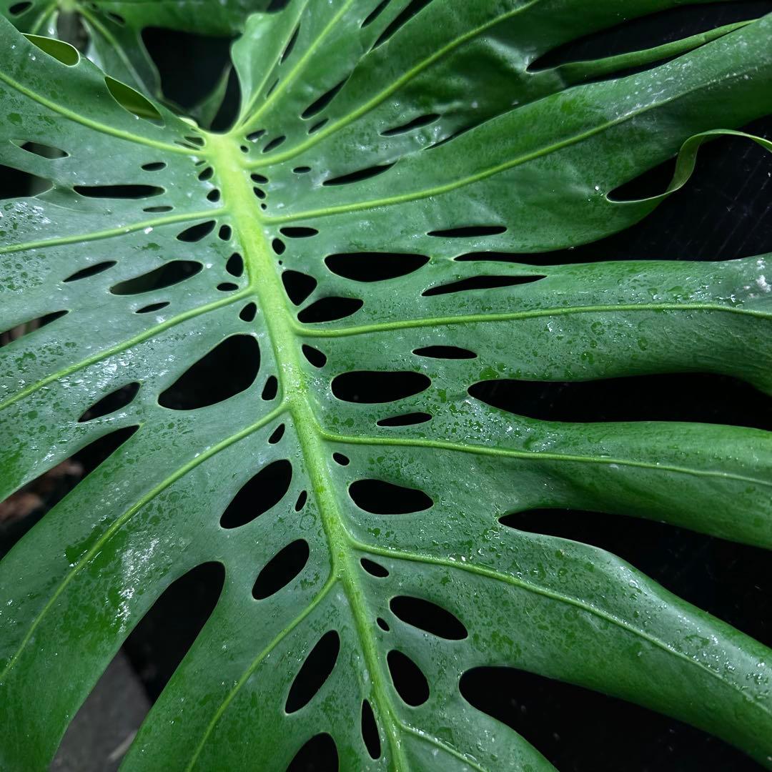 モンステラデリシオーサマクロコズム超希少系統鉢植え80㎝レア