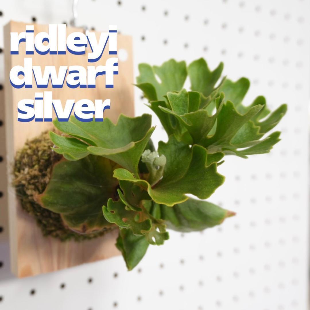 ビカクシダ リドレイ ドワーフ シルバー 小株 R-2