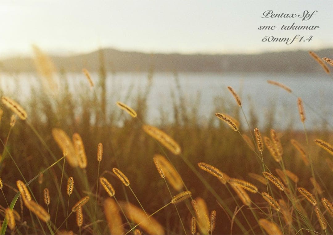 超美品＊完動品★PENTAX SPF BLACK★f1.4★初期保証＊作例多数！