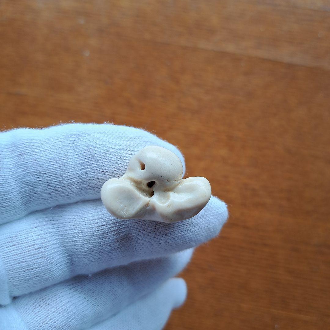 イルカの耳骨【大きさ2.7㎝⑥】