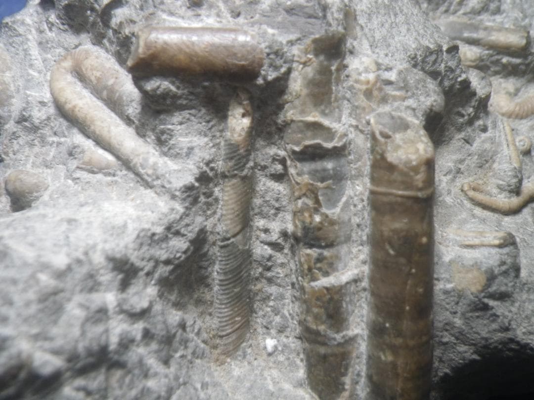 国産化石 北海道小平 ２５１０１２－7