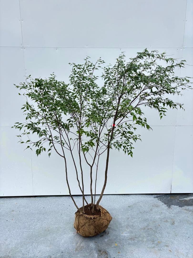 ねこがみ 美しい樹形が魅力 山採り ハイノキ 株立 663 樹高1.5m位