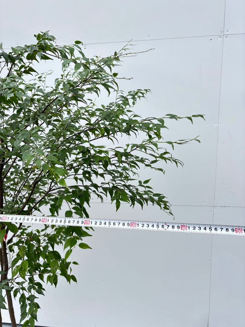 ねこがみ 美しい樹形が魅力 山採り ハイノキ 株立 663 樹高1.5m位